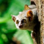 Gray mouse lemurs - new pupils of Gowork.uk