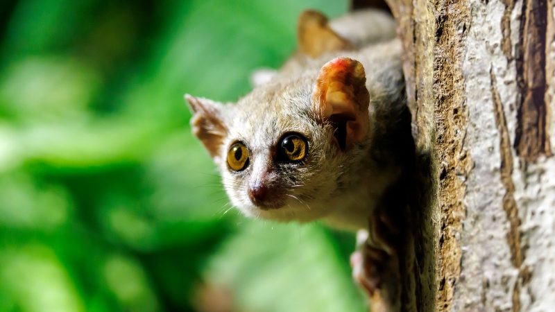 Gray mouse lemurs - new pupils of Gowork.uk