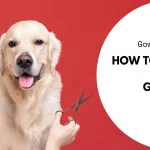 How to become a dog groomer